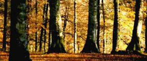 energies renouvelables : biomasse, thermo-electrique, geothermie